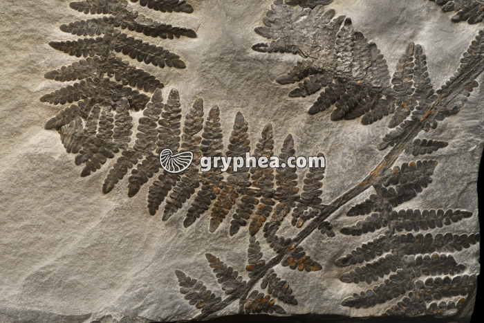 Fronde de fougère fossile (Westphalien, Allemagne) - gryphea.org